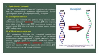 • 1. Транскрипци (3 шаттай)
ДНХ-ийн аль нэг гинжийн азотлиг сууриудын дэс дараалал
мРНХ-д комплементар байдлаар хуулбарлагдан буухыг
“транскрипци” гэнэ. Транскрипци бөөмөнд явагдана.
1.1 Транскрипци эхлэх шат
ДНХ-ийн дан гинжний аль утасны ямар хэсгээс мРНХ
нийлэгжиж эхлэхийг “промотор” хэмээх ДНХ-ийн өвөрмөц
хэсэг зааж өгнө. Промоторт РНХ полимераза нэгдэж тэр
хэсгээс эхлэн ДНХ-ийн мушгианы эрч харьж задрах замаар
мРНХ нийлэгжинэ.
1.2 мРНХ-ийн хэлхээ уртсах шат
РНХ полимераза ДНХ-ийн хос хэлхээний устөрөгчийн
холбоог задлан гинжийн дагуу урагшлах үед мРНХ-ийн
молекул нийлэгжиж, түрүүчийн задарсан ДНХ-ийн 2 утасны
азотлиг сууриуд эргэн холбогдоно. мРНХ-ийн эхний 2
нуклеотид фосфодиэфирийн холбоогоор холбогдсоноор
энэхүү шат эхэлнэ. мРНХ нь мэдээллийг хуулж авсан ДНХ-
тайгаа комплементар зарчимаар ажиллана.
 