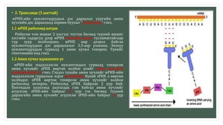 • 2. Трансляци (5 шаттай)
мРНХ-ийн нуклеотидуудын дэс дараалал уургийн амин
хүчлийн дэс дараалалд хөрвөн буухыг “трансляци” гэнэ.
1.1 мРНХ рибосомд нэгдэх
Рибосом том жижиг 2 хэсгээс тогтох бөгөөд түүний жижиг
хэсгийн гадаргуу дээр мРНХ магнийн ионы тусламжтайгаар
түр зуур холбогдоно. мРНХ өөр дээрээ байгаа
нуклеотидуудын дэс дараалалыг 3,3-аар уншина. Энэхүү
нуклеотидуудын гурвалд 1 амин хүчил тохирно. Үүнийг
генетикийн код гэнэ.
1.2 Амин хүчил идэвхижих үе
мРНХ-ийн мэдээллэсэн нуклеотидын гурвалд тохирсон
амин хүчлийг зРНХ өөртөө холбох үеийг амин хүчлийн
идэвхижлийн үе гэнэ. Гэхдээ тухайн амин хүчлийг мРНХ-ийн
мэдээллэсэн гурвалын эсрэг антикодон бүхий зРНХ л өөртөө
холбодог. зРНХ өөртөө тохирсон амин хүчлийг холбон
рибосомд авчирна. Рибосомд зРНХ байрлах 2 үүр бий.
Пептидын хэлхээнд залгагдах гэж байгаа амин хүчлийг
агуулсан зРНХ-ийн байрыг П үүр гэх бөгөөд түүний
дараагийн амин хүчлийг агуулсан зРНХ-ийн байрыг А үүр
гэнэ.
 