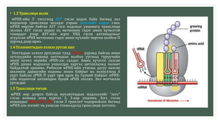 • 1.3 Трансляци эхлэх
мРНХ-ийн 5` төгсгөлд АУГ гэсэн кодон байх бөгөөд энэ
кодоноор трансляци эхэлдэг учраас эхлэлийн кодон гэнэ.
мРНХ өөртөө байгаа АУГ гэсн кодоныг уншмагц трансляци
эхэлнэ. АУГ гэсэн кодон нь метионин гэдэг амин хүчилтэй
тохирдог учир АУГ-ийэ эсрэг УАЦ гэсэн антикодоныг
агуулсан зРНХ метионин гэдэг амин хүчлийг өөртөө холбон П
үүрэнд дээр ирнэ.
1.4 Полипептидын хэлхээ уртсах шат
Пептидын хэлхээ уртсахын тулд П ба А үүрэнд байгаа амин
хүчлүүдийн хооронд пептидын холбоо үүсэхэд түрүүчийн
амин хүчил өөрийн зРНХ-ээс салдаг. Амин хүчлээс салсан
зРНХ дахин мэдээлэл уншигдах хүртэл цитоплазмд чөлөөт
байдалтай оршино. Рибосом мРНХ-ийн утасны дагуу халган
шилжиж дараагийн кодоны зохих байрыг нь эзлүүлэхэд А
үүрт байсан зРНХ П үүрт орж ирэх ба түүний байрыг мРНХ-
ийн кодонтой антикодон бүхий зРНХ эзэлнэ. Энэ мэтчилэн
уртасдаг.
1.5 Трансляци төгсөх
мРНХ өөр дээрээ байгаа нуклеотидын мэдээллийг “зогс”
гэсэн команд өгөх хүртэл 3, 3-аар уншина. Зогс гэсэн
командыг УАА, УГА, УАГ гэсэн 3 триплет тодорхойлох бөгөөд
мРНХ аль нэгийг нь уншсан тохиолдолд трансляци зогсоно.
 