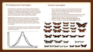 Тогтворжуулагч шалгарал
• Тогтворжуулагч шалгарлын үр дүн болон үйлчилэх явц нь
хөдөлгөч шалгарлын эсрэг шинж чанартай. Гэвч хөдөлгөгч
шалгарал, тогтворжуулагч шалгарал нь 1 зүйлийн 2 тал учир
хоорондоо нягт уялдаа холбоотой байдаг. Энэ нь популяцид
эхэн ба дунд үед үүссэн шинж тэмдгүүдийг тогтвортой
хадгалах ба дээшлүүлэх зорилготойгоор ажилладаг.
• Жишээлэвэл: Шавьжаар тоос ургамлын цэцгийн хэлбэр,
хэмжээ салхиар тоос хүртдэг ургамлынхтай харьцуулахад
илүү тогтвортой бүтэцтэй. Цэцэг ба тоос хүртээгч 2-ын
хооронд олон зуун жийлийн туршид явагдсан коэволюци
буюу хам эволюцийн дүнд стандарт цэцэг үр удмаа үлдээх
нь тодорхой.
• Тогтворжуулагч шалгарлын онцлог нь зохилдлогооны хэвийн
хэм хэмжээг алдагдуулдаг мутацийн процессоос популяцыг
хамгаалах үүрэгтэй.
Салгагч шалгарал
• Шинж тэмдэгийн дундаж хэм хэмжээнд буй бодгалиудыг
шахан холдуулах замаар шинж тэмдэгийн дундаж хэм
хэмжээнээс хэт алслагдсан бодгалиудыг ивээх замаар
явагддаг шалгарлын хэлбэр юи.
• Амьдрах орчин нөхцлийг удаан хугацааны туршид янз янзаар
өөрчөлсөний улмаас нэгдмэл байсан популяци хэд хэдэн
популяци болон салгахыг “Хайчын зарчим” гэнэ.
• Хайчын зарчим– Салгагч шалгарал– Дивергенци
• Салгагч шалгарлын нөлөөгөөр полиморфизм үүсдэг.
 