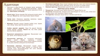 Адаптаци
• Адаптаци нь амьд биеийн үр төлөрхөг чанар, өрсөлдөх,
амьдрах чадвараар илэрхийлэгдэнэ.Организм гадаад
орчиндоо дасан зохицох гэдэг бол түүхэн хувьсалын гол үр
дүн. Адаптацийн хэлбэрүүд:
• Ивээлт өнгө: Оршин амьдарч буй орчиныхоо өнгийг дагаж
хувьсдаг. Жишээ нь: загас нуруугаараа бараан байдаг.
• Үргээх өнгө: Ихэвчилэн өөрийгөө хамгаалах чадвар
сайтай амьтад хурц тод үргээх өнгөтэй
• Мимикри: Дуурайх үзэгдэл. Биеийн хэлбэр, өнгө, төрхөө
навч, мачир, чулуу зэрэгтэй ижилхэн болгох.
• Хэлбэр дүрсийг дуурайх: Амьд ба амьгүй биетийн
хэлбэр дүрсийг дуурайх. Жишээ нь: Зүү загас далай
ёроолын өвсийг дуурайна.
• Идэвхигүй хамгаалалтын хэрэгсэл: Жишээлэвэл хуяг,
дун, өргөн, хитин бүрхүүл гэх мэт.
• Физиологийн адаптаци: 1т: тогтвортой адаптацийн
жишээ хүний биеийн темпратур тогтмол
2т: Хөдөлгөөнт адаптацийн жишээ орчны давслаг ихсэхэд
эс, эд дэхь осмосын зохицуулга хүчтэй болдог.
• Биохимийн адаптаци: Жишээлэвэл хуурай газрын
амьдын биеэс хортой бодис аммиак нь шээстэй хамт
шээсний хүчил болонгадагшилдаг бол усны амьтдад
аммиак хэьээрээ гадагшилдаг.
• Зан авирын адаптаци: Идэш тэжээл ховордох үед ичих, нүүх, хоол тэээлээ нөөцлөх,
хүйтэн үед орон байраа засах, дайснаас зугтах, хос үүсгэх, үр төлөө тэжээх
• Нийлмэл адаптаци: Жишээлэвэл цэцэг ба тоос хүртээгч шавж 2ын хослол
Адаптаци үүсэх замууд
 Преадаптив: Зохилдож эхэлж байгаа Жишээ нь: Зөөлөн биетны дун
 Инадаптив: Зохилдож буй, амьдрах орчин өөрчлөгддөг нэг хэсэг нь үхэж, нөгөө хэсэг
нь амьд үлдэн, үхэл хорогдлын хэмжээ өндөр.
 Постадаптив: Зохилдож гүйцэж буй үе, хамгийн ашигтай шат
Мимикри
Ивээлт өнгө
Идэвхигүй
хамгаалалт Үргээх өнгө
 