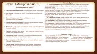 Зүйл (Микроэволюци)
Зүйлийн ерөнхий шинж
 Тусгаарлагдмал байх шинж: ( Зүйлийн биеэ даасан шинж чанар)
 Тоо толгой: ( Зүйлийн тоо толгой тодорхой түвшинд хэлбэлзэж
байдаг)
 Нөхөн үйлдвэрлэхүй: (Зүйл нь бие даасан нөхөн
үйлдвэрлэлтийн систем юм.)
 Экологийн тодорхой чанар: ( Тодорхой орчин нөхцөлд зохицон
амьдарч экологийн системийг үүсгэнэ.)
 Газарзүйн шинж: ( Зүйл бүхэн өөрийн тархац нутаг буюу ареалыг
эзэмшин суудаг.)
 Зүйлийн олон янз байх тухай: ( Зүйл хэдийгээр нэгдмэл боловч
дотроо олон нарийн бүтэцтэй)
 Тогтвортой шинж: ( Гелогийн тодорхой эрин цагийн хугацаанд
зүйл өөрийн бүтцээ тогтвортой хадгаладаг.)
 Бүхэл цогц шинж: ( Зүйл бүрт нэгэн системийн бүтцийн нарийн
нийлмэл зохицуулга бий.)
 Түүхэн шинж: Зүйлийн оршин тогтнох хугацааг тодорхойлох
боломжгүй удаан амьдрах боловч гэнэтийн өөрчлөлтөөс болж
мөхөж болно.
Зүйлийн бүтэц
1т: Аллопатрик хэлбэр- Аллопатрик хэлбэр гэдэг нь өөр өөр газар нутагт
оршин амьдрах нэг зүйлийн бодгалиудын бүлгүүд болох популяци, салбар
зүйлүүдийг хэлнэ.
1.а- Экологийн рас: Экологийн тодорхой нөхцөлд түүхийн явцад зохилдсо,
зүйлийн доторхи популяци эсвэл популяцийн төвшинөөс дээшхи хэлбэрүүдийг
амьтанд экологийн рас буюу салбар зүйл, ургамалд экотип гэнэ.
1.б- Газарзүйн рас: Оршин амьдарч буй газруудаас нь хамаарч газарзүйн
расуудыг уулын, талын, арлын гэх мэт ангилана.
1.в- Популяци
2т: Симпатрик хэлбэр: Нэгэн ерөнхий газар нутагт тархан амьдарх нэгэн
зүйлийн доторхи бүлгүүдийг симпатик гэнэ.
2.а- Экоэлемент: Ошин амьдрах нөхцөлдөө хэт нарийн зохилдсон морфо-
физиологийн шинжээрээ хоорондоо ялгаатай популяциуд
2.б- Изориагент: Гадаад орчны үйлчэлийг нэгэн ижил хүлээн авч, хариу үйлдэл
үзүүлэх чадвар бүхий морфологийн хувьд төсөөтэй бодгалийн бүлэг.
2.в- Биотоп: Популяцийн бүлэг дотроос генетик гарал үүслээрээ ижил богино
хугацаанд оршин байгаа бүлгүүдийг амархан таних боломжтой бөгөөд
тэдгээрийг амьтанд дем, ургамалд биотип гэнэ.
Зүйлийн үүсэл
Газарзүйн арга ( Аллопатрик) Экологийн арга ( Симпатрик)
Зүйлийн тархац нутаг тэлэх, байгалийн Зүйлийн тархац нутгийн хэмжээнд
янз бүрийн гэнэтийн үзэгдэ, цаг агаар оршин амьдрах шинэ орчин бүрдэх
Гэнэт үгцом өөрчлөгдөх зэрэг шалгаанаас замаар шинэ зүйл үүснэ.
Болж тусгаарлагдан шинэ зүйл үүсдэг.
 