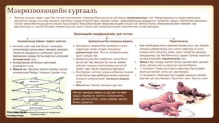 Макроэволюцийн сургааль
• Зүйлээс дээших төрөл, овог, баг гэх мэт ангилалзүйн томоохон бүлгүүд үүсэх үйл явцыг макроэволюци гэнэ. Макроэволюци нь микроэволюцийн
үргэлжлэл учраас энэ хоёр процесс зарчимын хувьд ялгаагүй буюу өөрөөр хэлвэл макроэволюцид амьдралын төлөөний тэмцэл, байгалийн шалгарал
гэх мэт микроэволюцид үзсэн үзэгдэл бүгд илэрнэ. Макроэволюцийг микроэволюцийн нэгдэл гэж ойлгож болно. Макроэволюцийн хамгийн том
өөрчлөлтүүд нь түүний бүтцийн элементүүд шиг үүрэг гүйцэтгэдэг микроэволюцийн өөрчлөлтийн ачаар явагдана.
Эволюцийн морфологийн зүй тогтол
Конвергенци (Шинж тэмдэг нийлэх) Дивергенци ба зохицсон радиац Параллелизм
 Ангилал зүйн өөр өөр бүлэгт хамаарах
организмууд орчны ижил нөхцөлд амьдарч,
төсөөтэй амьдралын хэлбэрийг эрхлэн
байгаагаас гадаад бүтэц ижилсэх үзэгдлийг
конвергенци гэнэ.
 Конвергенцитэй болсон эрхтэнийг
конвергент гэнэ.
 Жишээ нь: Амьтдын ивээлт өнгөнд хүртэл
конвергенци байдаг. Чандага, Цагаан ятуу
Усны амьтдын
конвергенци
 Шалгарлын замаар бие махбодын шинж
тэмдэгүүд салан холдох процессыг
дивергенци гэнэ. Энэ нь конвергенцийн
эсрэг үзэгдэл юм.
 Дивергенцээр бие махбодын шинэ бүлэг
үүсэх үйл явц явагдах ба энэ нь зөвхөн
зүйлийн хүрээнд ажиглагдаад зогсохгүй
төрөл, овог, багий хэмжээнд явагдана.
 Янз бүрийн чиглэлд элдэв хэлбэрээр аливаа
нэгэн бүлэг бие махбодын өргөн хүрээтэй
зохицсон дтвергенцийг зохицсон радиац
гэнэ.
 Жишээ нь: Хөхтөн амьтдын урд мөч
Хөхтөн амьтдын замид нь урд мөч нь явах
(адуу), заримд нь малтах ( сохорномин),
эсвэл дүүлэх (олби), сэлэх (халим), эрхтэн
болон хувирчээ.
 Бие махбодиуд нэгэн ерөнхий өвгөөс үүсч, янз бүрийн
нөхцөлд дивергенцид орж шинж тэмдгүүд нь олон
янзаар салж холдоод дахин ижил төсөөтэй нөхцөлд
амьдарахад тэд бие биенээсээ хараат бусаар зэрэгцэн
хөгжих үзэгдлийг параллелизм гэнэ.
 Жишээ нь: Сэлүүр хөлтөн болох далайн мий, далайн
морь, далайн хав нь зэрэгцэн хөгжиж байгаа.
 1т:Синхрон- Гарал үүслээрээ ойролцоо бүлгүүдийн
зэрэгцэн хөгжил нэгэн цаг үед явагдах.
 2т:Асинхрон- Ойролцоо бүлгүүдийн зэрэгцээ хөгжил
өөр өөр цаг үед явагдах. Одоогийн заан, Арслан заан
 