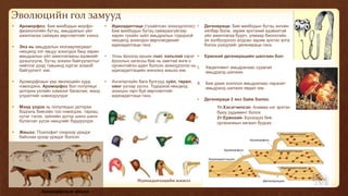 Эволюцийн гол замууд
• Ароморфоз: Бие махбодын морфо-
физиологийн бүтэц, амьдралын үйл
ажиллагаа сайжрах өөрчлөлтийг хэлнэ.
• Энэ нь амьдралын хязгаарлагдмал
нөхцөлд хэт явцуу зохилдох биш харин
амьдралын үйл ажиллагааны идэвхийг
дээшлүүлж, бүтэц зохион байгуулалтыг
нийтлэг дээд түвшинд хүргэх зохиоб
байгуулалт юм.
• Ароморфозын үед эволюцийн хурд
нэмэгдэнэ. Ароморфоз бол популяци
доторхи үхлийн хэмжээг багасгаж, мэнд
үлдэлтийг нэмэгдүүлдэг
• Мэнд үлдэх нь популяцын доторхи
бодгаль биесийн тоо нэмэгдэж, тархац
нутаг тэлэх, зүйлийн дотор шинэ шинэ
бүлэглэл үүсэх нөхцлийг бүрдүүлдэг.
• Жишээ: Псилофит спороор үрждэг
байснаа үрээр үрждэг болсон
• Идиоадаптаци (тухайлсан зохилдлогоо):
Бие махбодын бүтэц сайжрахгүйгээр
харин тухайн зүйл амьдралын тодорхой
нөхцөлд зохилдон өөрчлөгдөхийг
идиоадаптаци гэнэ.
• Усны ёроолд орших скат, хальпий зэрэг
ёроолын загасны бие нь хавтгай өнгө н
орчинтойгоо адил болсон зохилдлогоо нь
идиоадаптацийн жинхэнэ жишээ юм.
• Ангилалзүйн бага бүлгүүд зүйл, төрөл,
овог үүгээр үүснэ. Тодорхой нөхцөлд
зохицон гарч буй өөрчлөлтийг
идиоадаптаци гэнэ.
• Дегенераци: Бие махбодын бүтэц энгийн
хялбар болж, зарим эрхтэний идэвхитэй
үйл ажиллагаа буурч, улмаар биологийн
ая холбогдолоо алдсан зарим эрхтэн алга
болох үзэгдлийг дегенераци гэнэ.
• Ерөнхий дегенерацийн шалгаан бол:
I. Хөдөлгөөнт амьдралаас суумгай
амьдралд шилжих.
II. Бие дааж хооллох амьдралаас паразит
амьдралд шилжих явдал юм.
• Дегенераци 2 янз байж болно.
1т:Хэсэгчилсэн- Аливаа нэг эрхтэн
буюу рудимент болох
2т:Ерөнхий- Бүхэлдээ бие
организмын хөгжил буурах.
Идиоадаптацийн жишээ
Ароморфозын жишээ
 