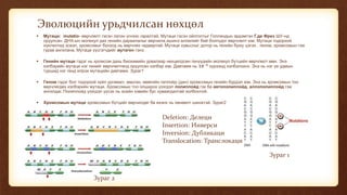 Эволюцийн урьдчилсан нөхцөл
 Мутаци: mutatio- өөрчлөлт гэсэн латин үгнээс гаралтай. Мутаци гэсэн ойлголтыг Голландын эрдэмтэн Г.де Фриз ШУ-нд
оруулсан. ДНХ-ын молекул дах генийн дараалалыг өөрчилж,ишинэ аллелийг бий болгодог өөрчлөлт юм. Мутаци тодорхой
нуклеотид эсвэл, хромсомыг бүхэлд нь өөрчлөх чадвартай. Мутаци хувьслыг дотор нь генийн буюу цэгэн , геном, хромсомын гэж
гурав ангилана. Мутаци үүсгэгчдийг мутаген гэнэ.
 Генийн мутаци гэдэг нь хромсом дахь биохимийн урвалаар нөхцөлдсөн генүүдийн молекул бүтцийн өөрчлөлт мөн. Энэ
хэлбэрийн мутаци нэг генийг өөрчлөлтөнд оруулсан хэлбэр юм. Давтамж нь 𝟏𝟎−𝟓
хүрээнд хэлбэлзэнэ. Энэ нь нэг үе удмын
туршид нэг генд илрэх мутацийн давтамж. Зураг1
 Геном гэдэг бол тодорхой зүйл ургамал, амьтан, мөөгийн гаплойд (дан) хромсомын генийн бүрдэл юм. Энэ нь хромсомын тоо
өөрчлөгдөх хэлбэрийн мутаци. Хромсомын тоо олширох үзэгдэл полиплойд гэх ба автополиплойд, аллополиплойд гэж
ангилдаг. Полиплойд үзэгдэл үүсэх нь эсийн хэвийн бус хуваагдалтай холбоотой.
 Хромсомын мутаци хромсомын бүтцийг өөрчилдөг ба ихэнх нь хөнөөлт шинжтэй. Зураг2
Зураг 1
Зураг 2
Deletion: Делеци
Insertion: Инверси
Inversion: Дубликаци
Translocation: Транслокаци
 
