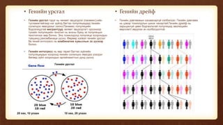 • Генийн урсгал
• Генийн урсгал гэдэг нь чөлөөт эвцэлдлэг (панмикс)-ийн
тусламжтайгаар нэг зүйлд багтах популяциудад генийн
солилцоо явагдахыг хэлнэ.Панмикс популяцийн
бодгалиудтай мигрантууд чөлөөт эвцэлдлэгт орсоноор
тухайн популяцийн генотип нь анхны буюу эх популяцын
генотипээс өөр болно. Энэ тохиолдолд популяци хоорондын
түвшинд рекомбинаци үүснэ. Өөрөөр хэлвэл генийн урсгал
ба гений интогресс нь комбинатив хувьслын эх үүсвэр
болно.
• Генийн интогресс нь өөр төрөл багтах зүйлийн
популяциудын хооронд генийн солилцоо явагдах үзэгдэл
бөгөөд зүйл хоорондын эрлийзжилтын дүнд үүснэ.
• Генийн дрейф
• Генийн давтамжын санамсаргүй хэлбэлзэл. Генийн давтамж
нь цэвэр тохиолдлын шинж чанартай.Генийн дрейф нь
харьцангуй цөөн бодгаольтай популяцид эволюцийн
өөрчлөлт явуулах ач холбогдолтой.
Генийн урсгал
20 хөх, 10 улаан 10 хөх, 20 улаан
 