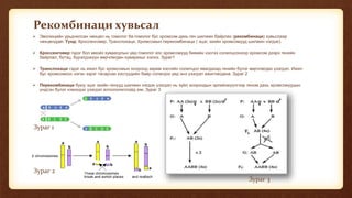 Рекомбинаци хувьсал
 Эволюцийн урьдчилсан нөхцөл нь гомолог ба гомолог бус хромсом дахь ген шилжин байрлах (рекомбинаци) хувьслаар
нөхцөлддөг. Үүнд: Кроссенговер, Транслокаци, Хромсомын перекомбинаци ( эцэг, эхийн хромсомууд шилжин нэгдэх).
 Кроссенговер гэдэг бол меойз хуваагдлын үед гомолог хос хромсомууд биеийн хэсгээ солилцсоноор хромсом дээрх генийн
байрлал, бүтэц, бүрэлдэхүүн өөрчлөгдөн хувирахыг хэлнэ. Зураг1
 Транслокаци гэдэг нь ижил бус хромсомын хооронд зарим хэсгийн солилцоо явагдахад генийн бүлэг өөрчлөгдөх үзэгдэл. Ижил
бус хромсомоос нэгэн зэрэг тасарсан хэсгүүдийн байр солигдох үед энэ үзэгдэл ажиглагдана. Зураг 2
 Перекомбинаци буюу эцэг эхийн генүүд шилжин нэгдэх үзэгдэл нь зүйл хоорондын эрлийзжүүлгээр геном дахь хромсомуудын
үндсэн бүлэг нэмэгдэх үзэгдэл аллополиплойд юм. Зураг 3
Зураг 1
Зураг 2
Зураг 3
 