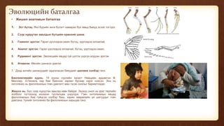 Эволюцийн баталгаа
• Жишил анатомын баталгаа
1. Эст бүтэц: Янз бүрийн анги бүлэгт хамарах бүх амьд биеүд эсээс тогтдог.
2. Сээр нуруутан амьтдын бүтцийн ерөнхий шинж.
3. Гомолог эрхтэн: Гарал үүслээрээ ижил бүтэц, үүргээрээ ялгаатай.
4. Аналог эрхтэн: Гарал үүслээрээ ялгаатай, бүтэц, үүргээрээ ижил.
5. Рудимент эрхтэн: Эволюцийн явцад гүй цэтгэх үүргээ алдсан эрхтэн
6. Атавизм: Өвгийн шинжээ давтах
7. Дээд ангийн шинжүүдийг хадгаласан биеүдийг шилжих хэлбэр гэнэ.
Биогенетикийн хууль: 19 зууны сүүлийн хагаст Немцийн эрдэмтэн Ф.
Мюллер, Э.Геккель нар бие биенээс хараат бусаар зэрэг нээсэн. Энэ нь
онтогенез нь филогенезын товч давталт мөн гэсэн онолыг баримтладаг.
Жишээ нь: Бүх сээр нуруутан амьтад хөвч байдаг. Энэхүү онол нь ураг төрлийн
холбоог тогтооход ихээхэн туслалцаа үзүүлдэг. Гэвч онтогенезын явцад
филогенезын бие гүйцсэн хэлбэр биш, харин хөврөлийн үе шатуудыг товч
давтана. Үүнийг онтогенез ба филогенезын харьцаа гэнэ.
 