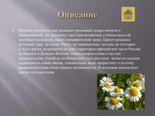  Ромашку аптечную еще называют ромашкой лекарственной и
обыкновенной, это растение с круглым ветвистым стеблем высотой
достигает полуметра, имеет специфический запах. Цветет ромашка
аптечная с мая до осени. Растет по травянистым местам, на пустырях
и близ жилья, встречается на всей территории европейской части России,
на Кавказе и Дальнем Востоке. Очень неприхотлива к местам
произрастания. Одной из особенностей этого растения является сильная
осыпаемость семян цветка, семена очень легко прорастают и поэтому
ромашка аптечная очень хорошо размножается. В медицине используют
цветы этого растения.
 
