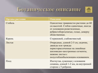 Органы растения Описание
Стебель Однолетнее травянистое растение до 60
см высотой. Стебли одиночные, иногда
от основания разветвленные,
ребристобороздчатые, голые, доверху
облиственные.
Корень Стержневой, слабоветвистый.
Листья Очередные, длиной 2-5 см, сидячие,
дважды или трижды
перисторассеченные на линейные
шиловидно-заостренные сегменты,
нижние листья с
полустеблеобъемлющим основанием.
Плод Изогнутая, суженная у основания
семянка, длиной 1-2 мм, на внутренней
стороне с 5 ребрами.
 