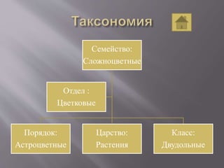 Семейство:
Сложноцветные
Порядок:
Астроцветные
Царство:
Растения
Класс:
Двудольные
Отдел :
Цветковые
 