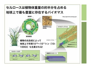 UTokyo 500kY