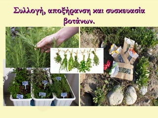 Συλλογή, αποξήρανση και συσκευασίαΣυλλογή, αποξήρανση και συσκευασία
βοτάνων.βοτάνων.
 