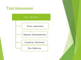 Таксокомания
Отдел: Цветковые
Класс: двудольные
Порядок: Зонтикоцветные
Семейство: Зонтичные
Род: Любисток
 