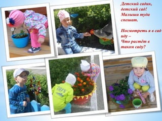 Детский садик,
детский сад!
Малыши туда
спешат.
Посмотреть я в сад
иду –
Что растёт в
таком саду?
 