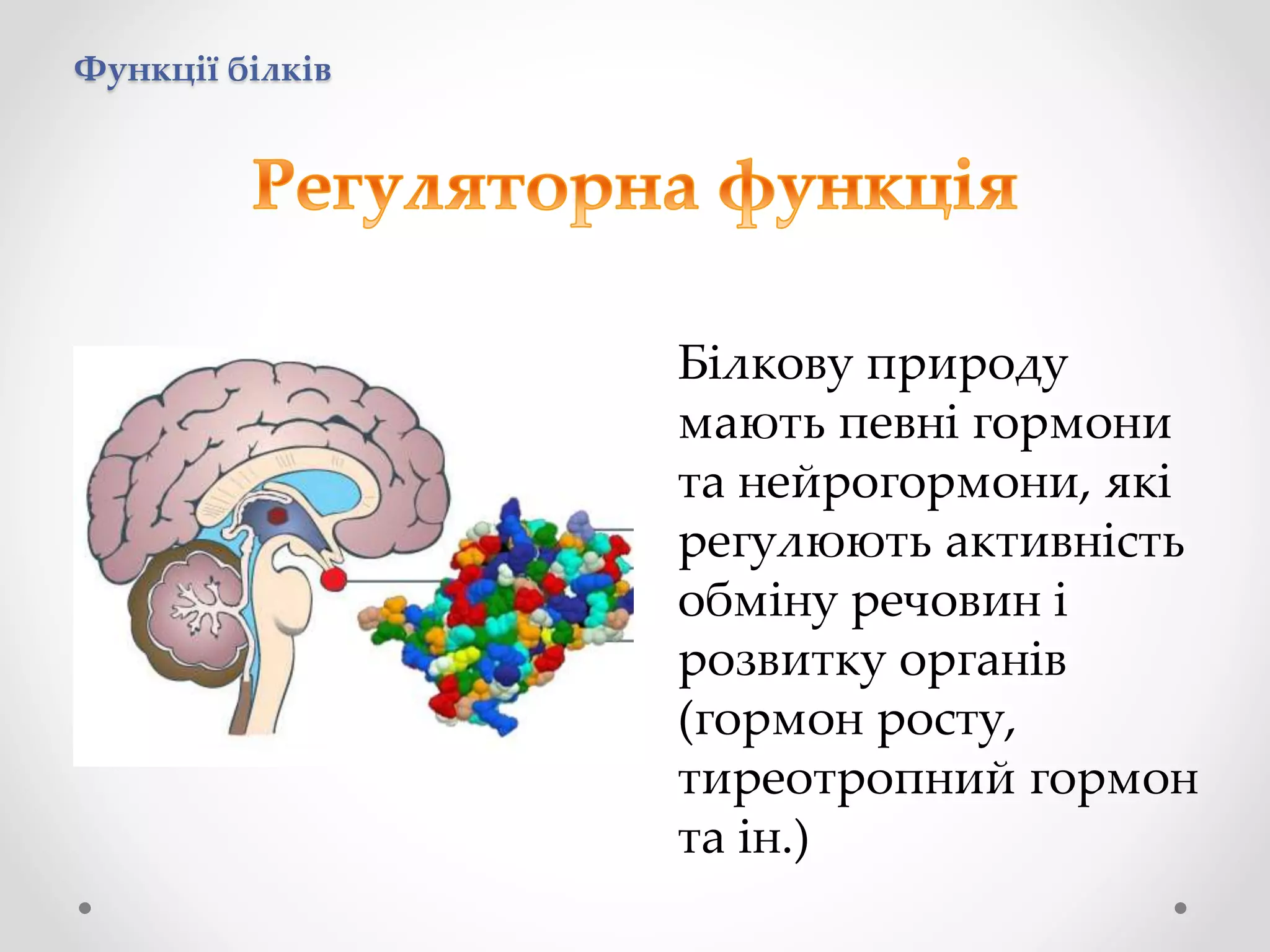 Функції білків
Білкову природу
мають певні гормони
та нейрогормони, які
регулюють активність
обміну речовин і
розвитку органів
(гормон росту,
тиреотропний гормон
та ін.)
 