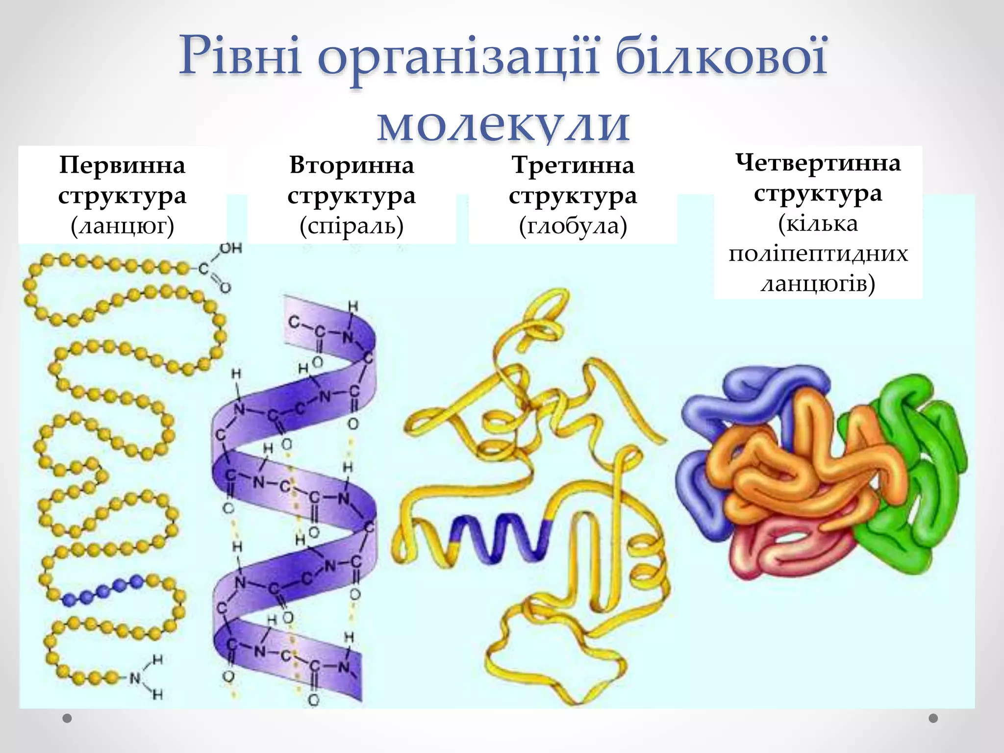 Рівні організації білкової
молекули
Первинна
структура
(ланцюг)
Вторинна
структура
(спіраль)
Третинна
структура
(глобула)
Четвертинна
структура
(кілька
поліпептидних
ланцюгів)
 