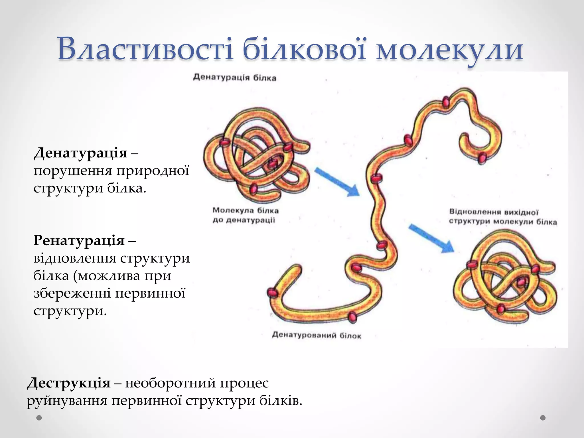 Властивості білкової молекули
Денатурація –
порушення природної
структури білка.
Ренатурація –
відновлення структури
білка (можлива при
збереженні первинної
структури.
Деструкція – необоротний процес
руйнування первинної структури білків.
 