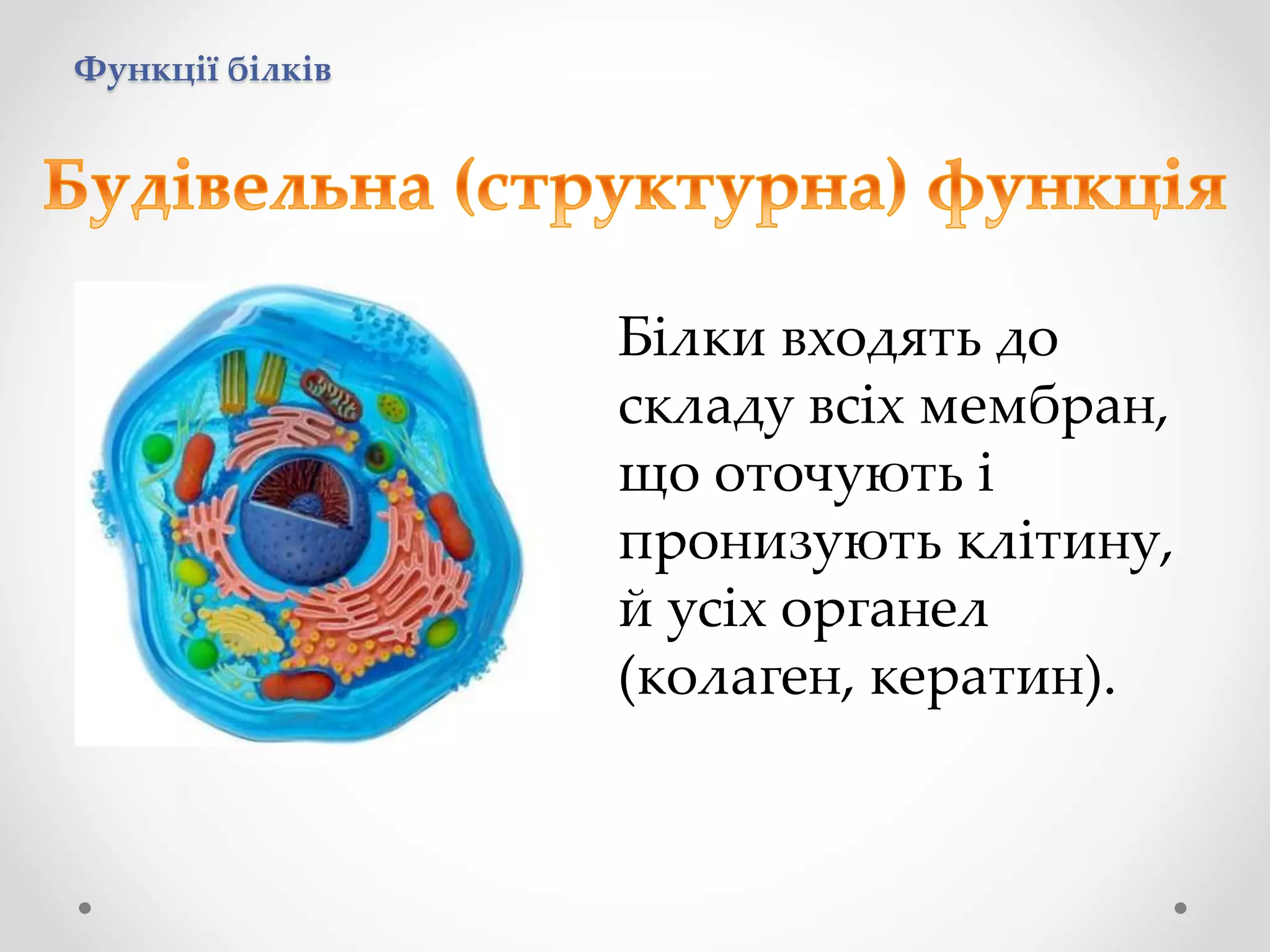 Функції білків
Білки входять до
складу всіх мембран,
що оточують і
пронизують клітину,
й усіх органел
(колаген, кератин).
 