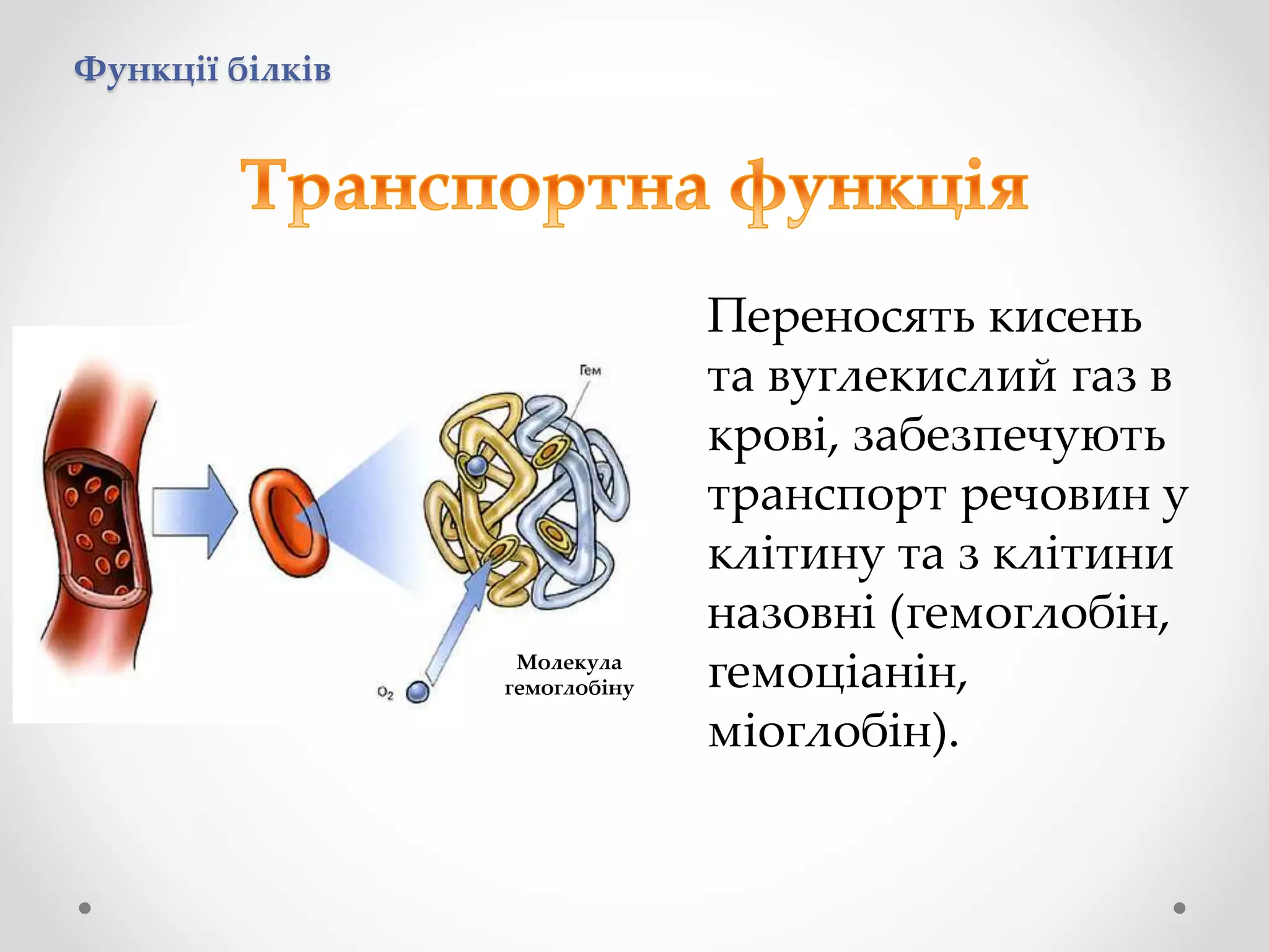 Функції білків
Переносять кисень
та вуглекислий газ в
крові, забезпечують
транспорт речовин у
клітину та з клітини
назовні (гемоглобін,
гемоціанін,
міоглобін).
Молекула
гемоглобіну
 