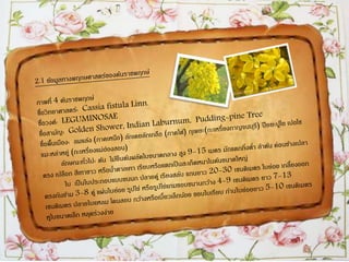 ราชพฤกษ์