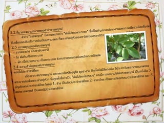 ราชพฤกษ์
