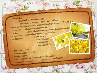 ราชพฤกษ์