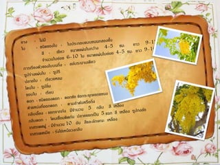 ราชพฤกษ์