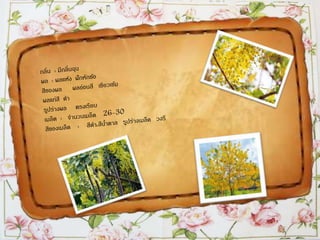 ราชพฤกษ์