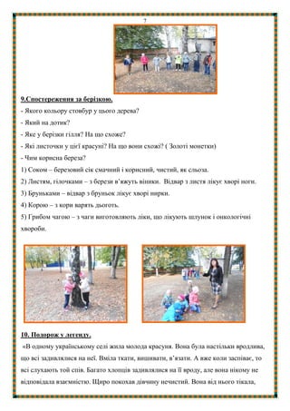 7
9.Спостереження за берізкою.
- Якого кольору стовбур у цього дерева?
- Який на дотик?
- Яке у берізки гілля? На що схоже?
- Які листочки у цієї красуні? На що вони схожі? ( Золоті монетки)
- Чим корисна береза?
1) Соком – березовий сік смачний і корисний, чистий, як сльоза.
2) Листям, гілочками – з берези в’яжуть віники. Відвар з листя лікує хворі ноги.
3) Бруньками – відвар з бруньок лікує хворі нирки.
4) Корою – з кори варять дьоготь.
5) Грибом чагою – з чаги виготовляють ліки, що лікують шлунок і онкологічні
хвороби.
10. Подорож у легенду.
«В одному українському селі жила молода красуня. Вона була настільки вродлива,
що всі задивлялися на неї. Вміла ткати, вишивати, в’язати. А вже коли заспіває, то
всі слухають той спів. Багато хлопців задивлялися на її вроду, але вона нікому не
відповідала взаємністю. Щиро покохав дівчину нечистий. Вона від нього тікала,
 