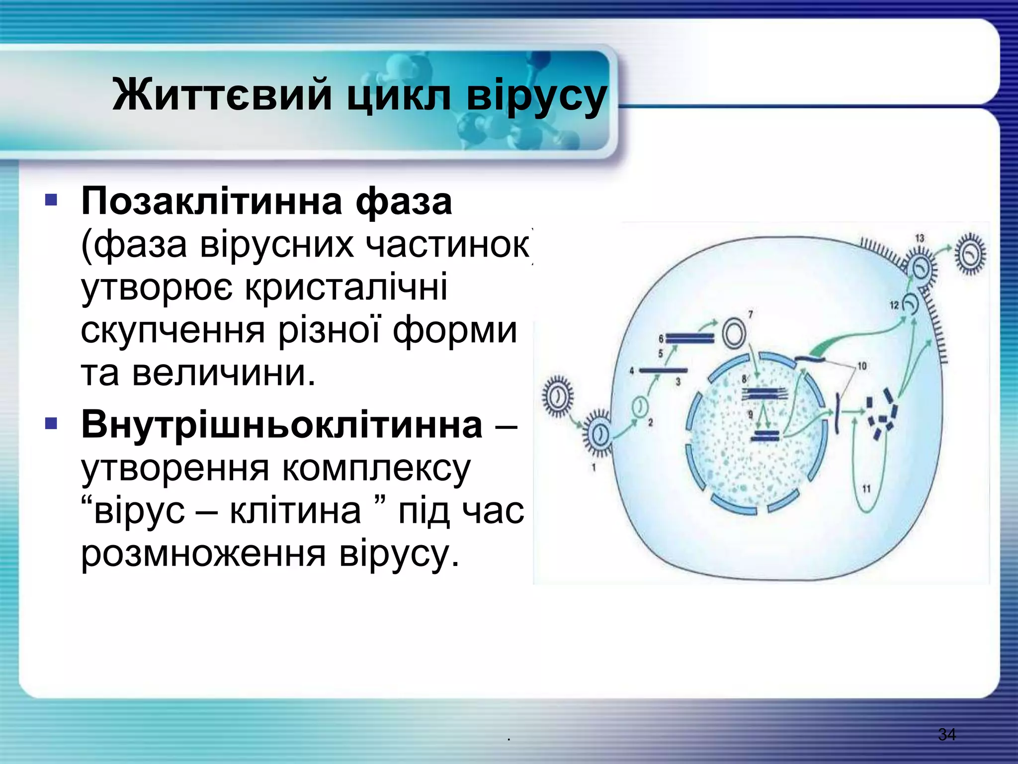 Життєвий цикл вірусу
 Позаклітинна фаза
(фаза вірусних частинок)
утворює кристалічні
скупчення різної форми
та величини.
 Внутрішньоклітинна –
утворення комплексу
“вірус – клітина ” під час
розмноження вірусу.
34.
 