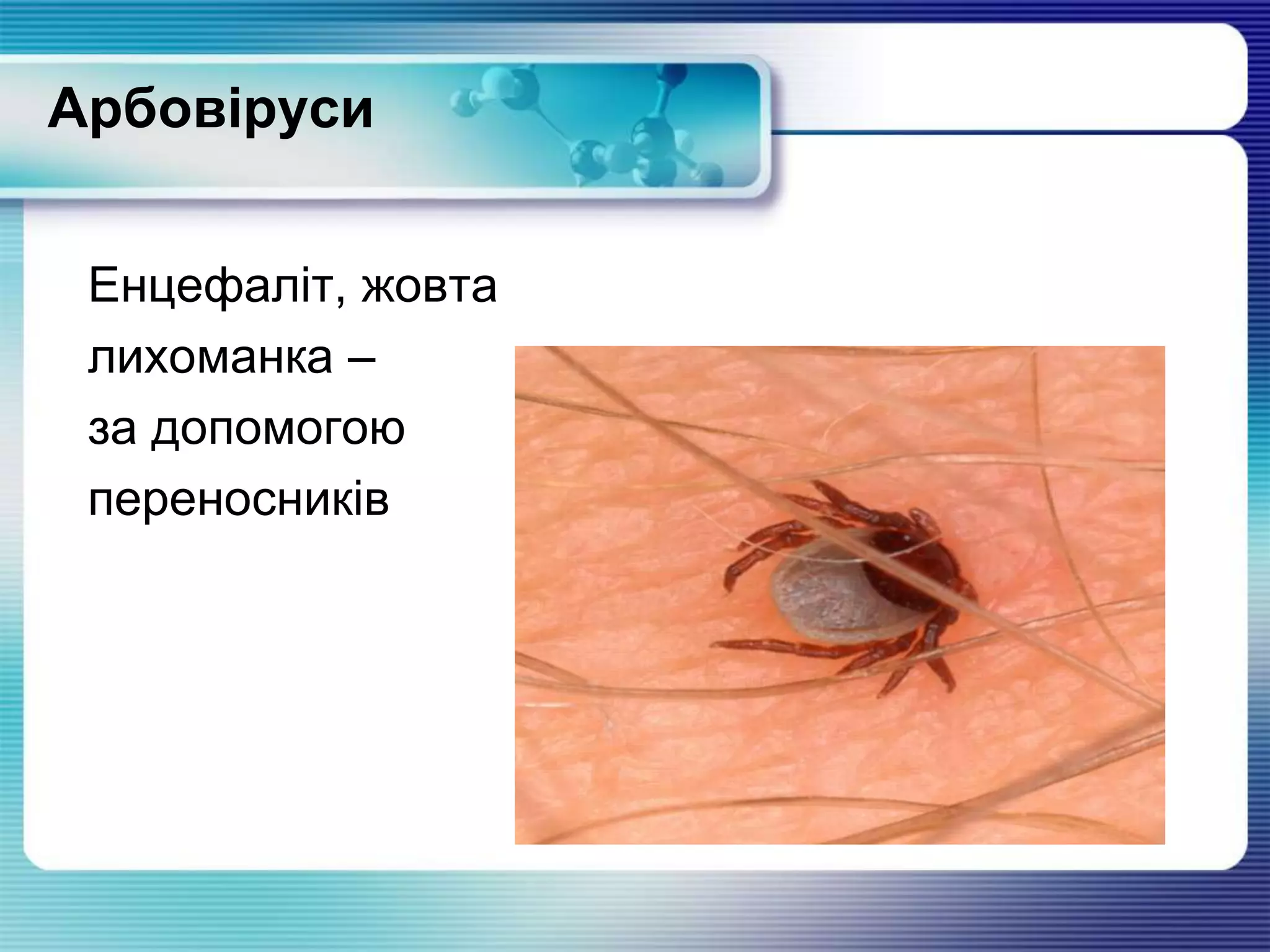 Арбовіруси
Енцефаліт, жовта
лихоманка –
за допомогою
переносників
 
