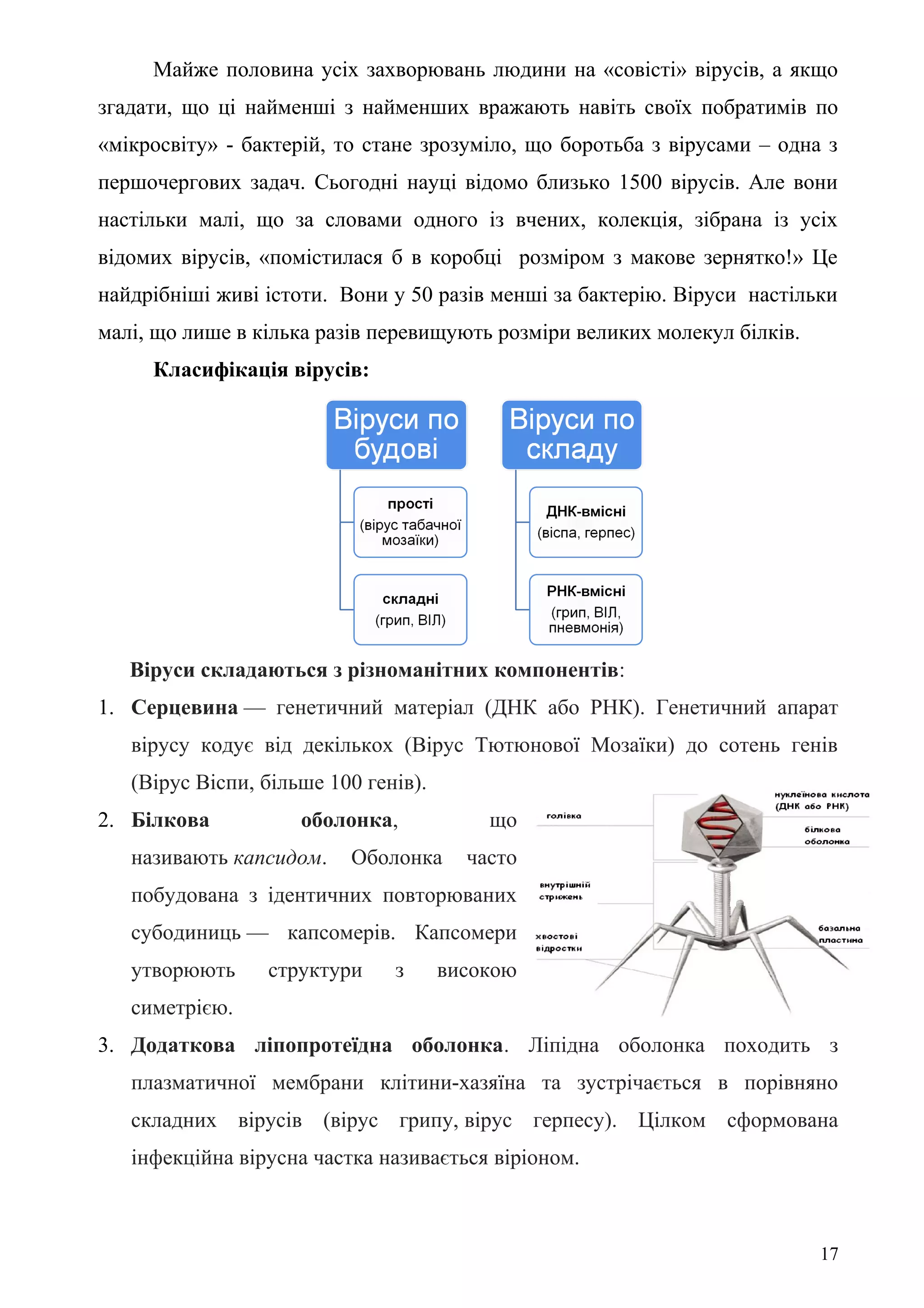 Майже половина усіх захворювань людини на «совісті» вірусів, а якщо
згадати, що ці найменші з найменших вражають навіть своїх побратимів по
«мікросвіту» - бактерій, то стане зрозуміло, що боротьба з вірусами – одна з
першочергових задач. Сьогодні науці відомо близько 1500 вірусів. Але вони
настільки малі, що за словами одного із вчених, колекція, зібрана із усіх
відомих вірусів, «помістилася б в коробці розміром з макове зернятко!» Це
найдрібніші живі істоти. Вони у 50 разів менші за бактерію. Віруси настільки
малі, що лише в кілька разів перевищують розміри великих молекул білків.
Класифікація вірусів:
Віруси складаються з різноманітних компонентів:
1. Серцевина — генетичний матеріал (ДНК або РНК). Генетичний апарат
вірусу кодує від декількох (Вірус Тютюнової Мозаїки) до сотень генів
(Вірус Віспи, більше 100 генів).
2. Білкова оболонка, що
називають капсидом. Оболонка часто
побудована з ідентичних повторюваних
субодиниць — капсомерів. Капсомери
утворюють структури з високою
симетрією.
3. Додаткова ліпопротеїдна оболонка. Ліпідна оболонка походить з
плазматичної мембрани клітини-хазяїна та зустрічається в порівняно
складних вірусів (вірус грипу, вірус герпесу). Цілком сформована
інфекційна вірусна частка називається віріоном.
17
 