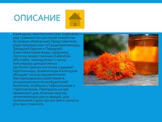 ОПИСАНИЕ
 Кале́ндула, или Ноготки́ (лат. Caléndula) —
род травянистых растений семейства
Астровые (Asteraceae).Представители
рода произрастают в Средиземноморье,
Западной Европе и Передней
Азии.Некоторые виды, например,
Ноготки лекарственные (Calendula
officinalis), принадлежат к числу
популярных декоративных
растений.Цветки ноготков содержат
каротиноиды, флавоноиды.Календула
обладает сильно выраженными
бактерицидными свойствами в
отношении многих возбудителей
болезней, особенно стафилококков и
стрептококков. Препараты из неё
применяют для лечения ожогов,
незаживающих ран и свищей, для
полоскания горла при ангине и полости
рта при стоматите.
 