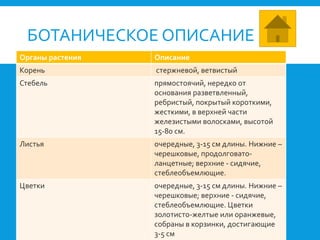 БОТАНИЧЕСКОЕ ОПИСАНИЕ
Органы растения Описание
Корень стержневой, ветвистый
Стебель прямостоячий, нередко от
основания разветвленный,
ребристый, покрытый короткими,
жесткими, в верхней части
железистыми волосками, высотой
15-80 см.
Листья очередные, 3-15 см длины. Нижние –
черешковые, продолговато-
ланцетные; верхние - сидячие,
стеблеобъемлющие.
Цветки очередные, 3-15 см длины. Нижние –
черешковые; верхние - сидячие,
стеблеобъемлющие. Цветки
золотисто-желтые или оранжевые,
собраны в корзинки, достигающие
3-5 см
 