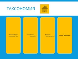 ТАКСОНОМИЯ
Подсемейство:
сложноцветные
Семейство:
Астровые
Порядок:
Астроцветные
Отдел: Цветковые
 