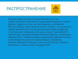 РАСПРОСТРАНЕНИЕ
 В диком виде календула лекарственная (ноготки
лекарственные) встречается в среднеземноморских странах
Европы,Африки и Азии, распространяясь на Ближний
Восток к Ирану. Некоторые ботаники считают, что календула
лекарственная (ноготки лекарственные) является давним
естественным гибридом календулы полукустарниковой (C.
suffruticosa), произрастающей в Южной Европе, и календулы
звездчатой (C. stellata), распространенной в Африке.Ноготки
культивируют во многих странах Европы (Германия,
Австрия, Венгрия, Польша), в том числе в России, Украине,
Беларуси, а также в США и Средней Азии.
 
