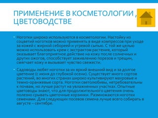 ПРИМЕНЕНИЕ В КОСМЕТОЛОГИИ ,
ЦВЕТОВОДСТВЕ
 Ноготки широко используются в косметологии. Настойку из
соцветий ноготков можно применять в виде компрессов при уходе
за кожей с жирной себореей и угревой сыпью. С той же целью
можно использовать крем с экстрактом растения, который
оказывает благоприятное действие на кожу после солнечных и
других ожогов, способствует заживлению порезов и трещин,
смягчает кожу и вызывает чувство свежести.
 Садоводы любят ноготки за их яркий внешний вид и за долгое
цветение (с июня до глубокой осени). Существует много сортов
растений, во многих странах широко культивируют махровые и
темно-оранжевые сорта. Ноготки светолюбивы, нетребовательны
к почвам, но лучше растут на увлажненных участках.Опытные
цветоводы знают, что для продолжительного цветения очень
полезно срывать цветочные корзинки. Размножаются ноготки
семенами. Для следующих посевов семена лучше всего собирать в
августе – сентябре.
 