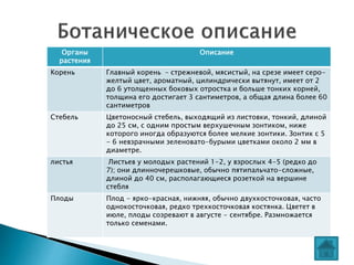 женшень | PPT