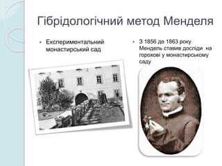 Гібрідологічний метод Менделя
 Експериментальний
монастирський сад
 З 1856 до 1863 року
Мендель ставив досліди на
горохові у монастирському
саду
 