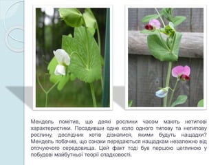 Мендель помітив, що деякі рослини часом мають нетипові
характеристики. Посадивши одне коло одного типову та нетипову
рослину, дослідник хотів дізнатися, якими будуть нащадки?
Мендель побачив, що ознаки передаються нащадкам незалежно від
оточуючого середовища. Цей факт тоді був першою цеглиною у
побудові майбутньої теорії спадковості.
 