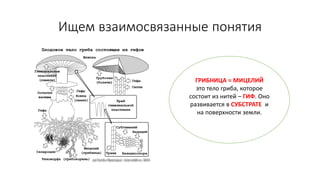 Ищем взаимосвязанные понятия
ГРИБНИЦА = МИЦЕЛИЙ
это тело гриба, которое
состоит из нитей – ГИФ. Оно
развивается в СУБСТРАТЕ и
на поверхности земли.
 