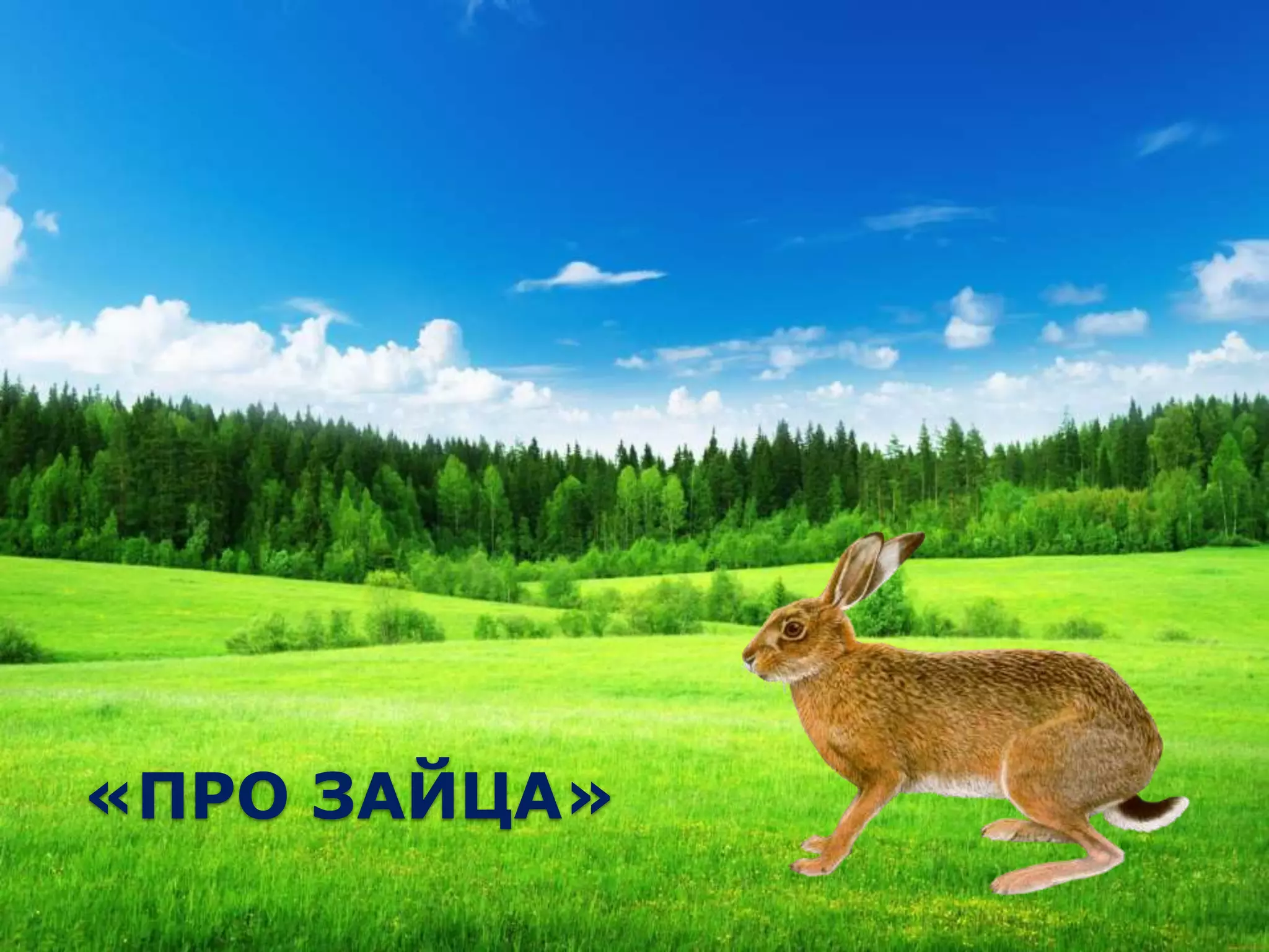 «ПРО ЗАЙЦА»