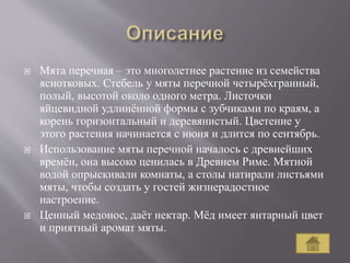  Мята перечная – это многолетнее растение из семейства
яснотковых. Стебель у мяты перечной четырёхгранный,
полый, высотой около одного метра. Листочки
яйцевидной удлинённой формы с зубчиками по краям, а
корень горизонтальный и деревянистый. Цветение у
этого растения начинается с июня и длится по сентябрь.
 Использование мяты перечной началось с древнейших
времён, она высоко ценилась в Древнем Риме. Мятной
водой опрыскивали комнаты, а столы натирали листьями
мяты, чтобы создать у гостей жизнерадостное
настроение.
 Ценный медонос, даёт нектар. Мёд имеет янтарный цвет
и приятный аромат мяты.
 