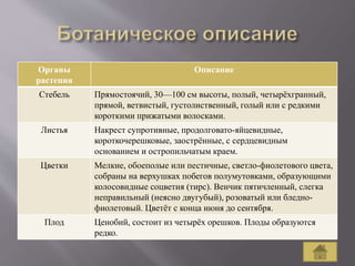Органы
растения
Описание
Стебель Прямостоячий, 30—100 см высоты, полый, четырёхгранный,
прямой, ветвистый, густолиственный, голый или с редкими
короткими прижатыми волосками.
Листья Накрест супротивные, продолговато-яйцевидные,
короткочерешковые, заострённые, с сердцевидным
основанием и остропильчатым краем.
Цветки Мелкие, обоеполые или пестичные, светло-фиолетового цвета,
собраны на верхушках побегов полумутовками, образующими
колосовидные соцветия (тирс). Венчик пятичленный, слегка
неправильный (неясно двугубый), розоватый или бледно-
фиолетовый. Цветёт с конца июня до сентября.
Плод Ценобий, состоит из четырёх орешков. Плоды образуются
редко.
 