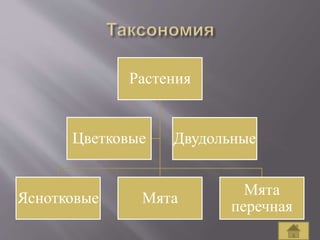 Растения
Яснотковые Мята
Мята
перечная
Цветковые Двудольные
 