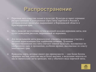  Перечная мята известна только в культуре. Культура ее имеет огромное
распространение. Селекционные сорта мяты перечной в России в
промышленных масштабах выращивают в Воронежской области и
Краснодарском крае.
 Мяту разводят вегетативно путем весенней посадки корневищ мяты, или
путем выведения рассады, выращенной из корневищ.
 Для возделывания мяты рекомендуют отводить пониженные участки с
легкими черноземными или торфяными почвами. Лучшими
предшественниками под мяту считают озимые культуры, высеваемые по
удобренному пару и пропашные, особенно яровые, высеваемые по пласту
многолетних трав.
 Выведены сорта, которые имеют ряд преимуществ — они более богаты
эфирным маслом, качество масла более высокое, а выделение ментола из
масла значительно легче проходит, чем у обычного вида перечной мяты.
 