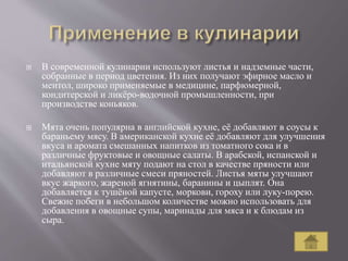  В современной кулинарии используют листья и надземные части,
собранные в период цветения. Из них получают эфирное масло и
ментол, широко применяемые в медицине, парфюмерной,
кондитерской и ликёро-водочной промышленности, при
производстве коньяков.
 Мята очень популярна в английской кухне, её добавляют в соусы к
бараньему мясу. В американской кухне её добавляют для улучшения
вкуса и аромата смешанных напитков из томатного сока и в
различные фруктовые и овощные салаты. В арабской, испанской и
итальянской кухне мяту подают на стол в качестве пряности или
добавляют в различные смеси пряностей. Листья мяты улучшают
вкус жаркого, жареной ягнятины, баранины и цыплят. Она
добавляется к тушёной капусте, моркови, гороху или луку-порею.
Свежие побеги в небольшом количестве можно использовать для
добавления в овощные супы, маринады для мяса и к блюдам из
сыра.
 