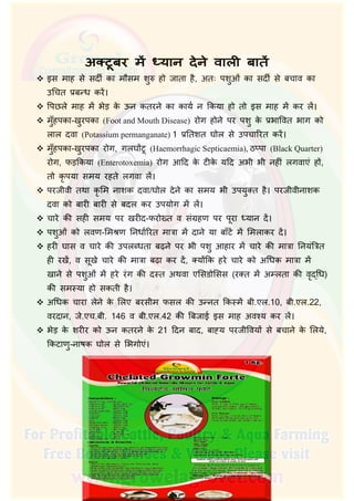 इस माह से सदीर् का मौसम शु हो जाता है, अतः पशुओं का सदीर् से बचाव का
उिचत प्रब ध कर।
 िपछले माह म भेड़ के ऊन कतरने का कायर् न िकया हो तो इस माह म कर ल।
 मुँहपका-खुरपका (Foot and Mouth Disease) रोग होने पर पशु के प्रभािवत भाग को
लाल दवा (Potassium permanganate) 1 प्रितशत घोल से उपचािरत कर।
 मुँहपका-खुरपका रोग, गलघ टू (Haemorrhagic Septicaemia), ठ पा (Black Quarter)
रोग, फड़िकया (Enterotoxemia) रोग आिद के टीके यिद अभी भी नहीं लगवाएं ह ,
तो कृ पया समय रहते लगवा ल।
 परजीवी तथा कृ िम नाशक दवा/घोल देने का समय भी उपयुक्त है। परजीवीनाशक
दवा को बारी बारी से बदल कर उपयोग म ल।
 चारे की सही समय पर खरीद-फरोख्त व संग्रहण पर पूरा यान द।
 पशुओं को लवण-िम ण िनधार्िरत मात्रा म दाने या बाँट म िमलाकर द।
 हरी घास व चारे की उपल धता बढ़ने पर भी पशु आहार म चारे की मात्रा िनयंित्रत
ही रख, व सूखे चारे की मात्रा बढ़ा कर द, क्य िक हरे चारे को अिधक मात्रा म
खाने से पशुओं म हरे रंग की द त अथवा एिसडोिसस (रक्त म अ लता की वृ िध)
की सम या हो सकती है।
 अिधक चारा लेने के िलए बरसीम फसल की उ नत िक म बी.एल.10, बी.एल.22,
वरदान, जे.एच.बी. 146 व बी.एल.42 की िबजाई इस माह अव य कर ल।
 भेड़ के शरीर को ऊन कतरने के 21 िदन बाद, बा य परजीिवय से बचाने के िलये,
िकटाणु-नाषक घोल से िभगोएं।
 