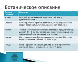 Органы
растения
Описание
Корень Мощный, разветвленный, деревянистый, внизу
густомочковатый
Стебель Стебли растения прямые, ветвистые, снизу деревянистые,
сверху травянистые. Стебель сильно-облиственный.
Листья Листья вегетативных побегов и стеблевые продолговатые,
длиной 3,5 -8 см при основании, имеют клиновидный или
закругленный вид, туповатые или острые.
Цветки Цветки светло-голубые или серенево-голубые. Цветки на
коротких ножках собраны по 6-10 штук.
Плоды Плод – орешек, имеющий диаметр 2,5 мм, практически
округлый, темно-бурый, сухой. Имеет 4 доли.
 